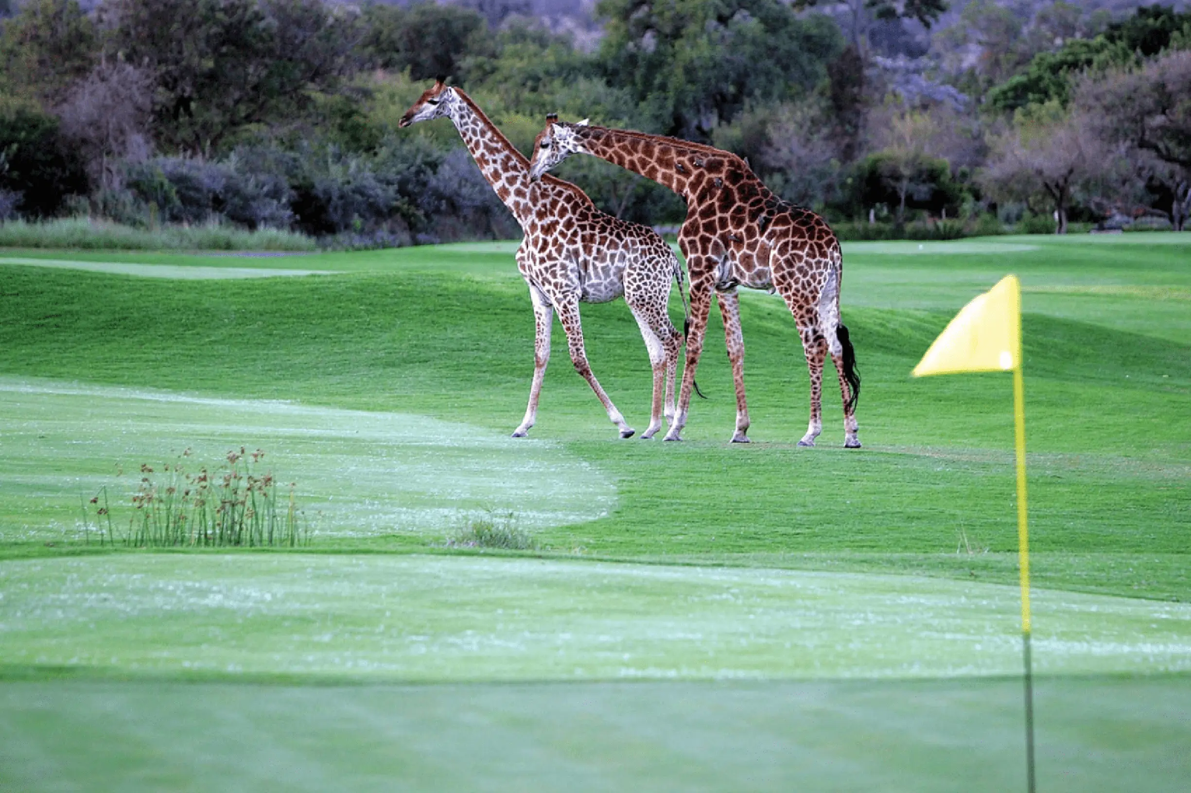 hippo-hills-leopard-creek