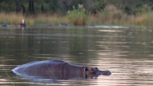 Hippo-hills-image